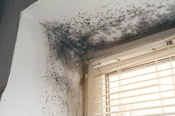 Affordable Mold Cleanup solutions in Princeton, NC